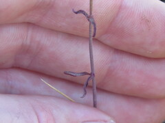 Sairocarpus coulterianus