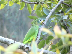 Amazona collaria