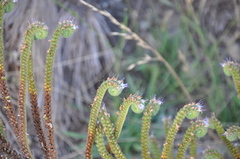 Phacelia pinnatifida