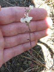 Sairocarpus coulterianus