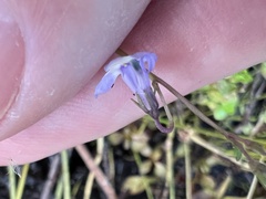 Lindernia grandiflora