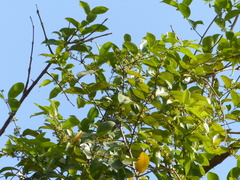 Salacia chinensis