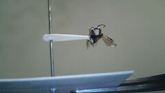 Hylaeus leptocephalus