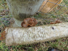 Phaeotremella frondosa