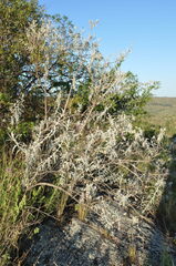 Buddleja mendozensis