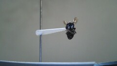 Hylaeus leptocephalus