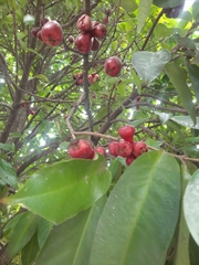 Syzygium malaccense
