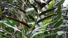 Acrostichum speciosum