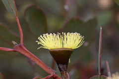 Eucalyptus preissiana