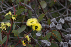 Eucalyptus preissiana