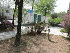 Cynanthus latirostris