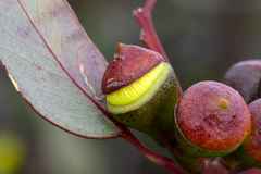 Eucalyptus preissiana