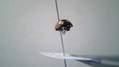 Coccinella