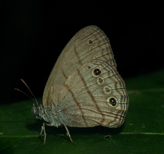 Caeruleuptychia scopulata
