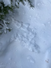 Lepus americanus