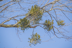 Phoradendron leucarpum