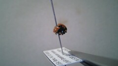 Coccinella