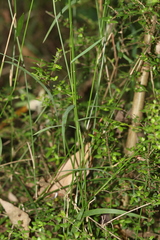 Tetrarrhena juncea