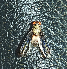 Ulidiidae