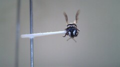 Hylaeus leptocephalus