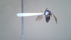 Hylaeus leptocephalus