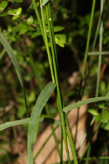 Tetrarrhena juncea