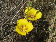Calochortus clavatus