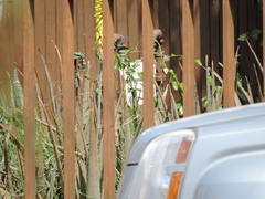 Cynanthus latirostris