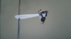 Hylaeus leptocephalus