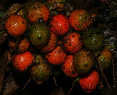 Bactris rhaphidacantha
