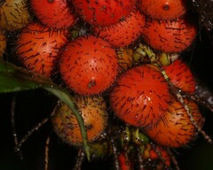 Bactris rhaphidacantha