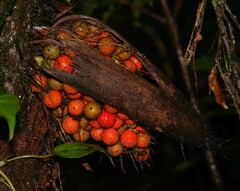 Bactris rhaphidacantha