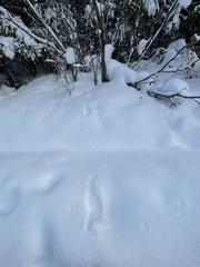 Lepus americanus