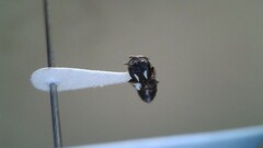 Hylaeus leptocephalus