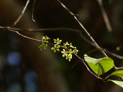 Salacia chinensis