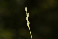 Tetrarrhena juncea