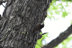 Pygarrhichas albogularis