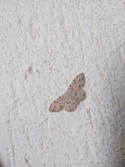 Scopula plantagenaria