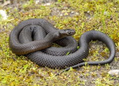 Pseudonaja affinis exilis