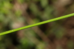 Tetrarrhena juncea