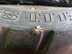 Menemerus bivittatus