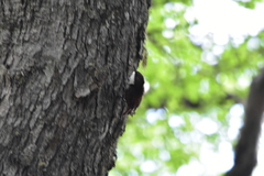 Pygarrhichas albogularis