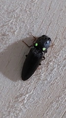 Pyrophorini