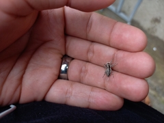 Menemerus bivittatus