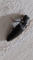 Pyrophorini