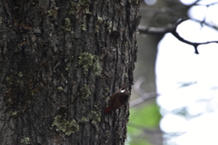 Pygarrhichas albogularis