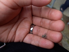 Menemerus bivittatus