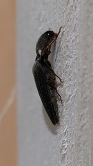 Pyrophorini