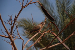 Streptopelia senegalensis
