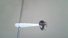 Hylaeus leptocephalus